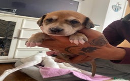 Mixed Breed dogs for sale: Lurcher puppies  - Image 10