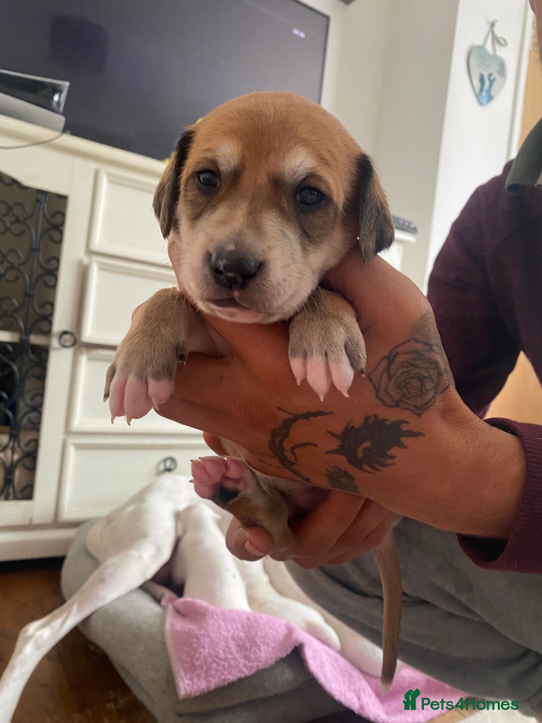 Mixed Breed dogs for sale: Lurcher puppies  - Image 10