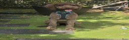 Labradoodle dogs for sale: 18 month old labradoodle for sale - Advert 5