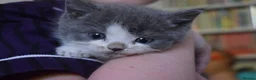 Mixed Breed cats for sale: 5 Beautiful Kittens Looking for Forever Homes - Advert 6