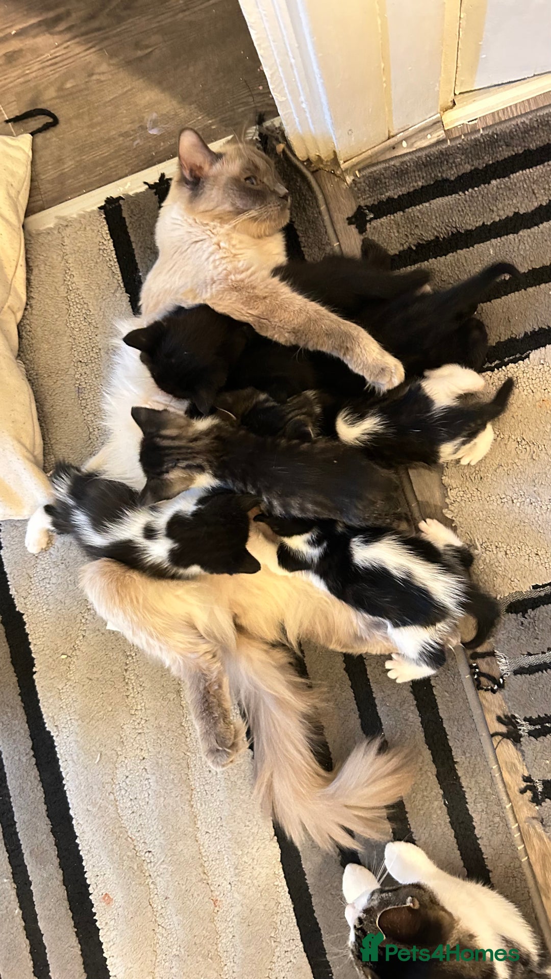 Ragdoll cats for sale: Adorable Kittens for Sale – 2 Males & 4 Females - Image 7