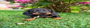 Black and tan girl grey collar