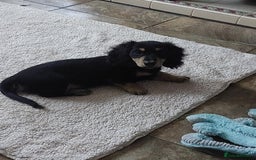 Miniature Dachshund dogs for sale: READY NOW BLACK & CREAM KC REG MINI L HAIRED DAXIS - Image 13