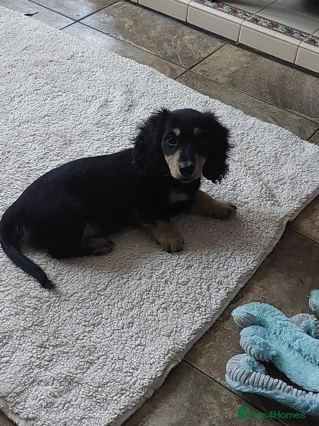 Miniature Dachshund dogs for sale: READY NOW BLACK & CREAM KC REG MINI L HAIRED DAXIS - Image 13