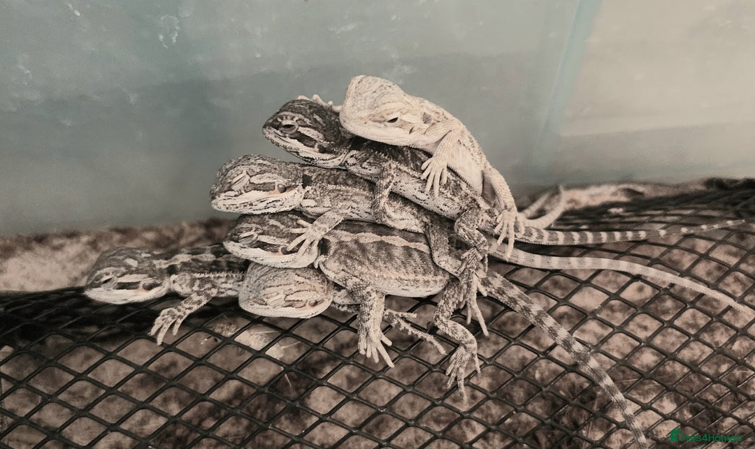 Dragon reptiles for sale: Baby Bearded Dragons  - Image 9