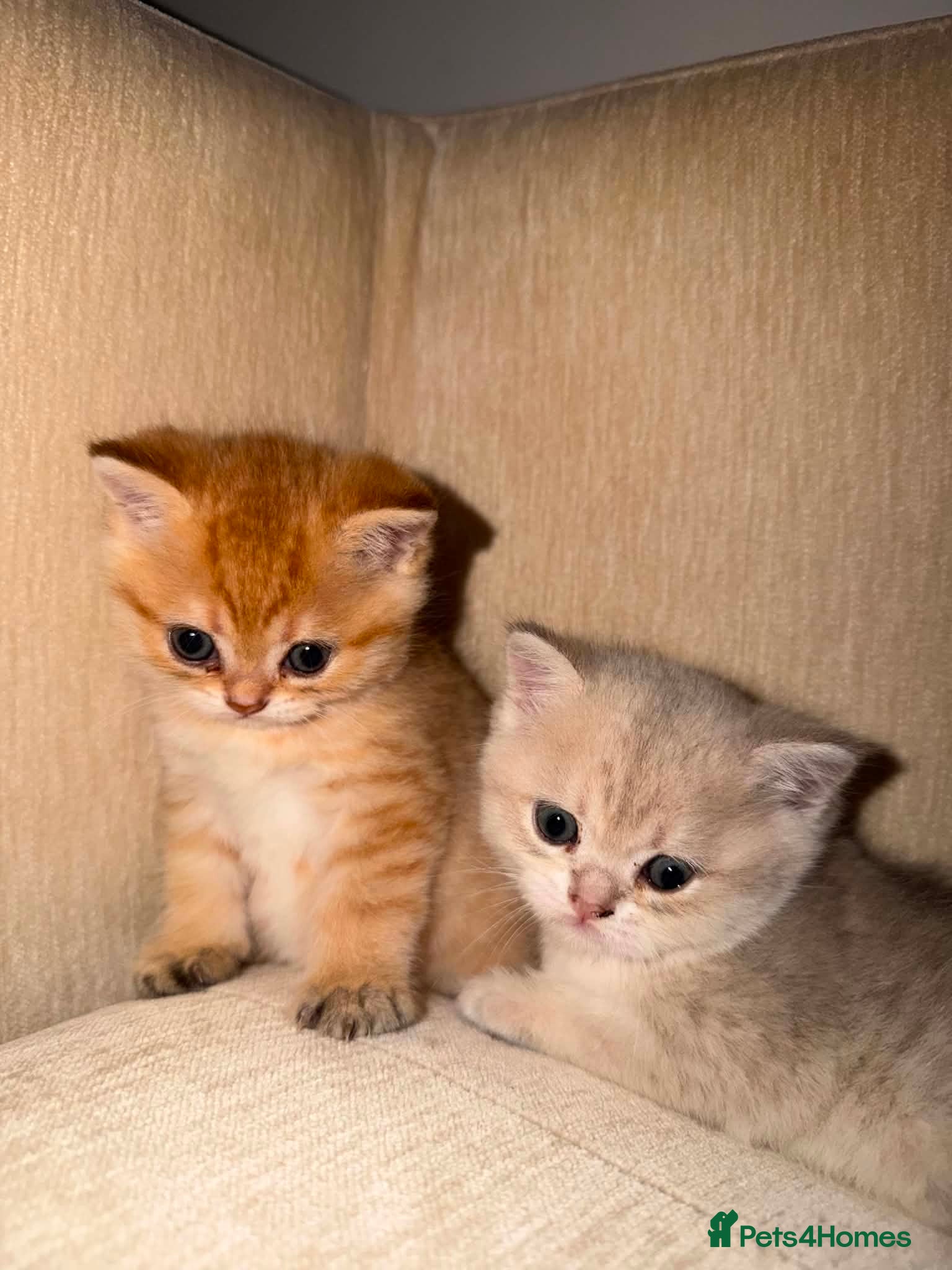 Scottish Fold cats Scottish fold kittens  - Advert 16