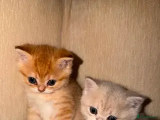 Scottish Fold cats Scottish fold kittens - Advert 1