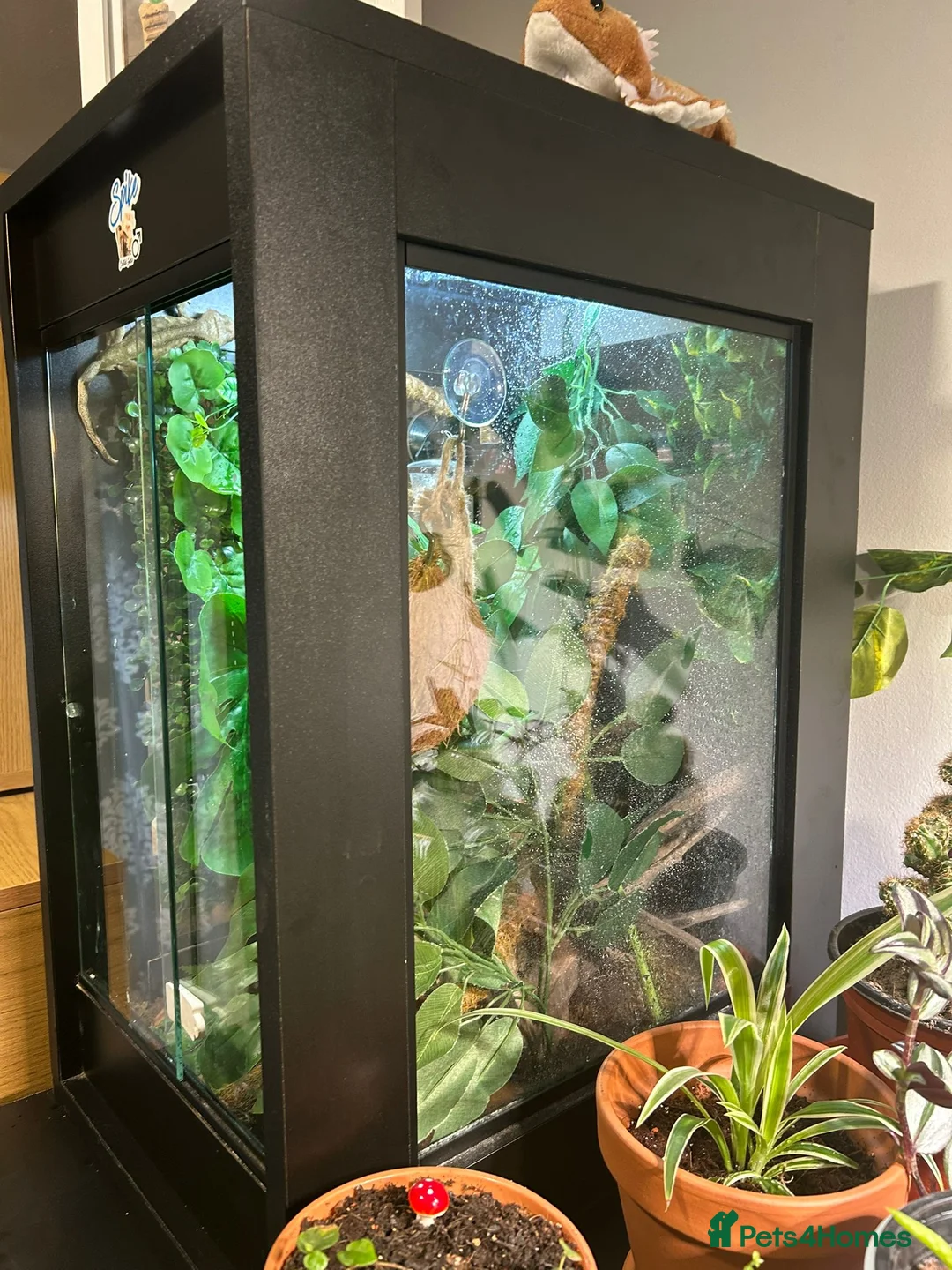 Gecko reptiles for sale: Spike the crested gecko in Clacton-on-Sea - Advert 8