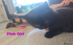 Mixed Breed cats for sale: 5 fluffy black kittens with hints of grey - Image 4