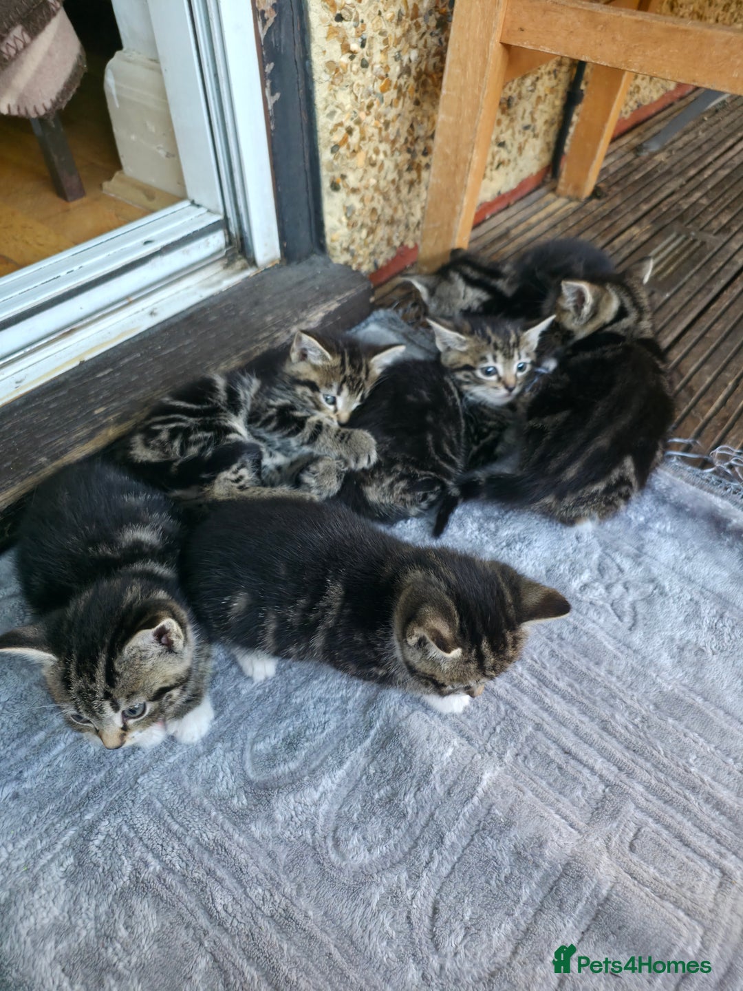 Mixed Breed cats for sale: Cute Kittens for sale (ASAP) - Image 11