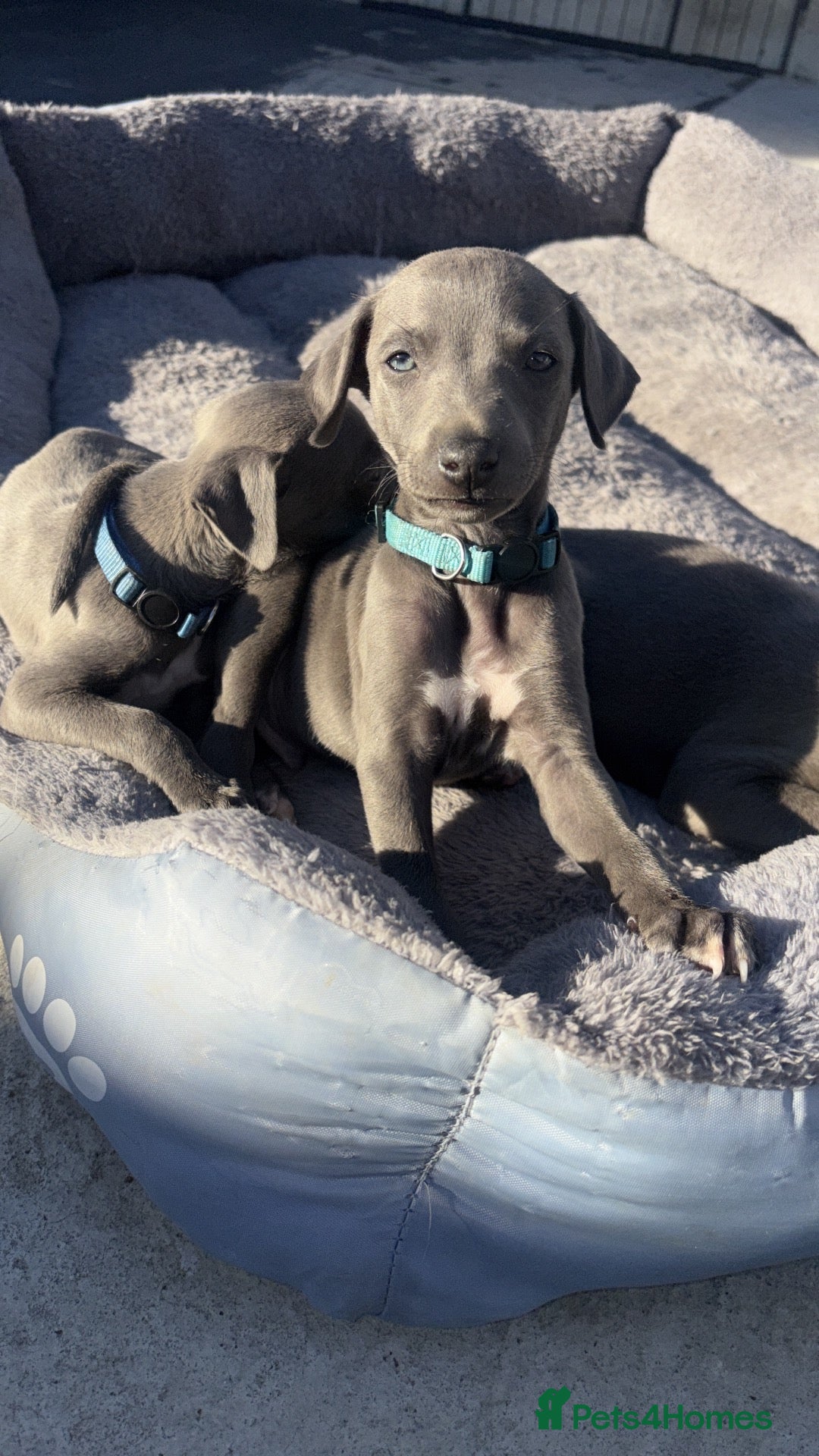 Whippet dogs Blue whippets 💙 1 boy left 🏡🏡 - Advert 6