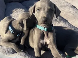 Whippet dogs Blue whippets 💙 1 boy left 🏡🏡 - Advert 6