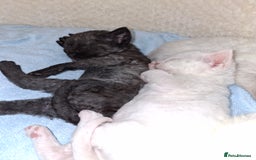 Devon Rex cats for sale: 🌸 Wonderful Devon Rex Kittens Raised with Love 🌸 - Image 17
