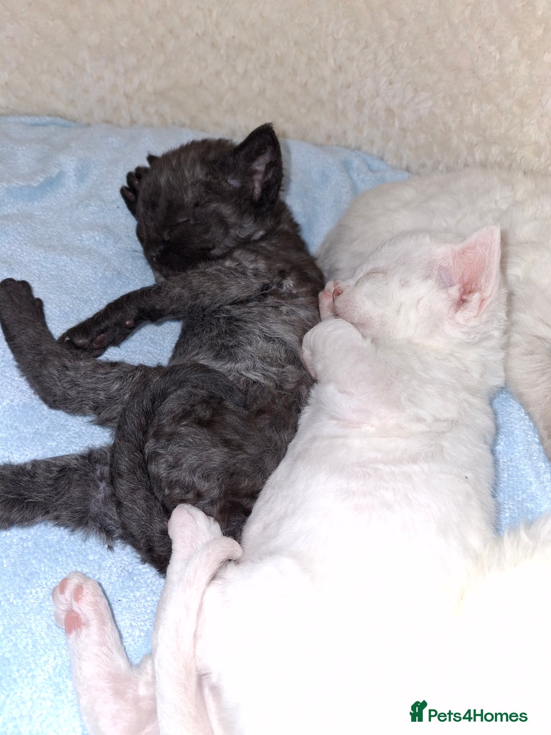 Devon Rex cats for sale: 🌸 Wonderful Devon Rex Kittens Raised with Love 🌸 - Image 17