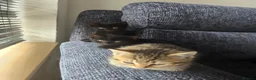Mixed Breed cats for sale: 4 beautiful tabby and black kittens  in Birmingham - Advert 12
