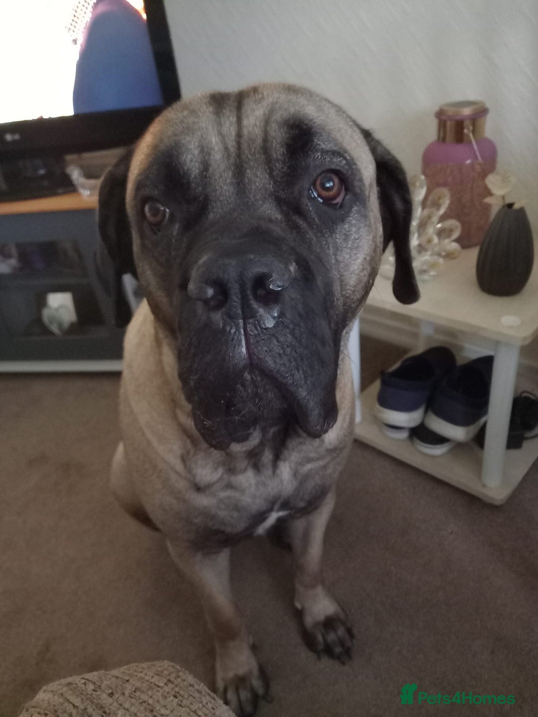 Mastiff dogs for sale: Cane Corso - Image 3