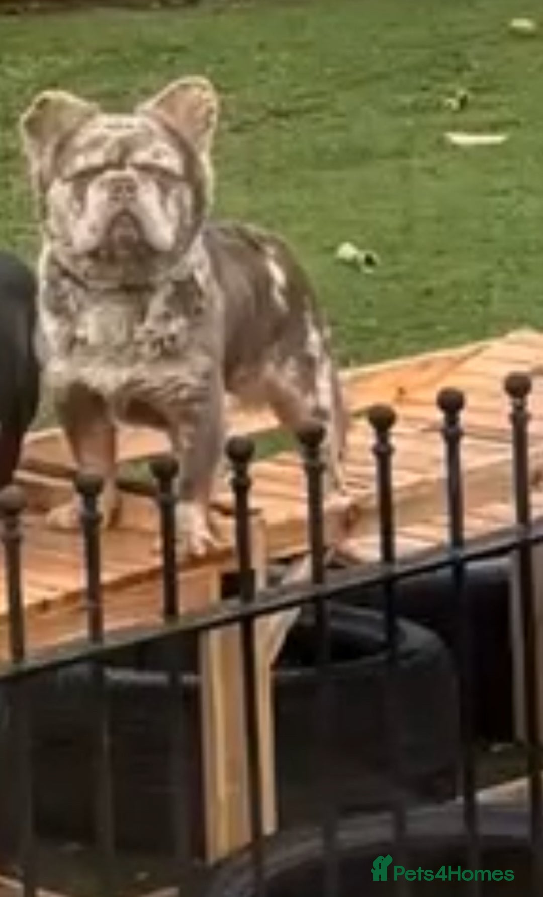 French Bulldog dogs for stud: 🇺🇸MR LAS VEGAS🇺🇸 - Advert 2