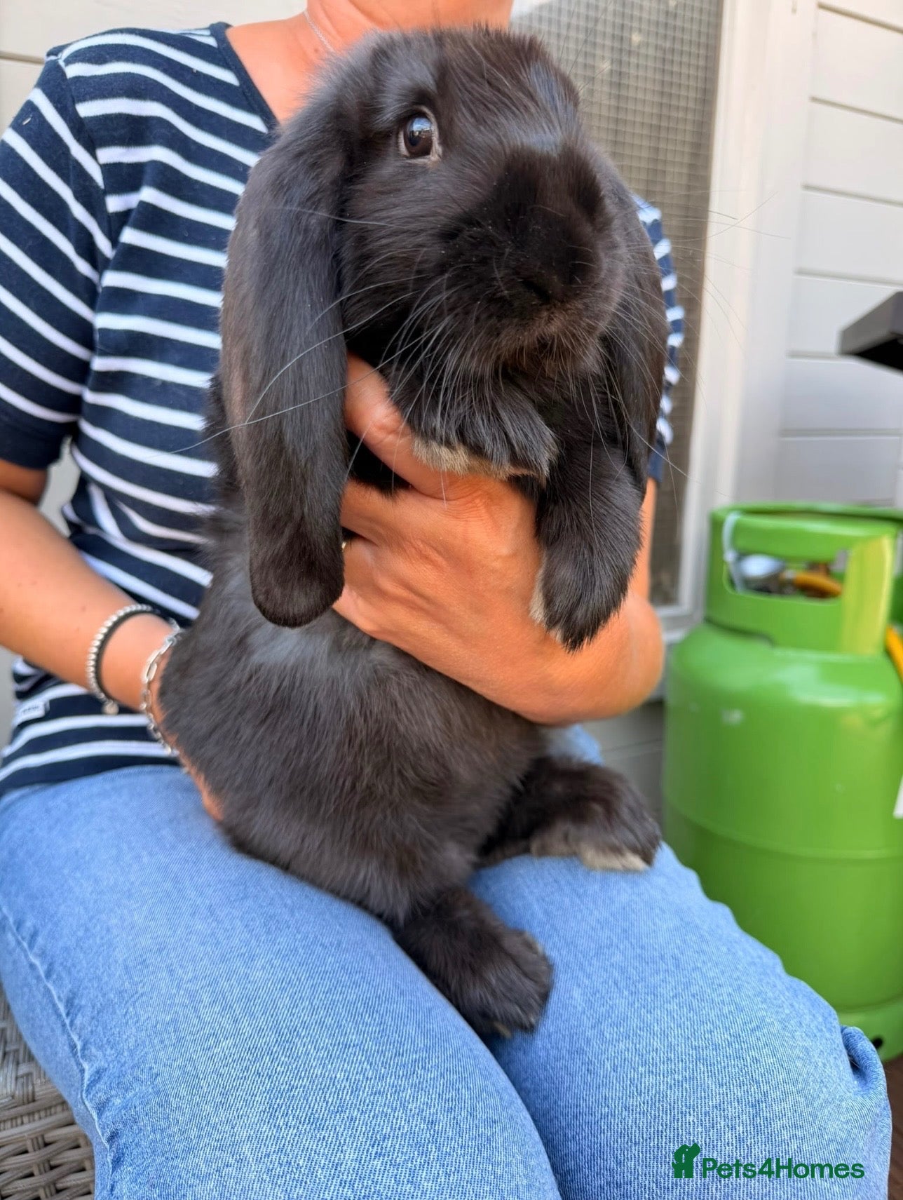 French Lop rabbits Male French Lop 💙 - Advert 3