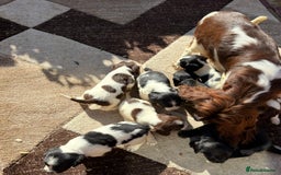 Cocker Spaniel dogs for sale: Cockerspaniel puppies  - Image 8