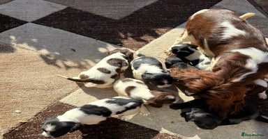 Cocker Spaniel dogs - Advert 8