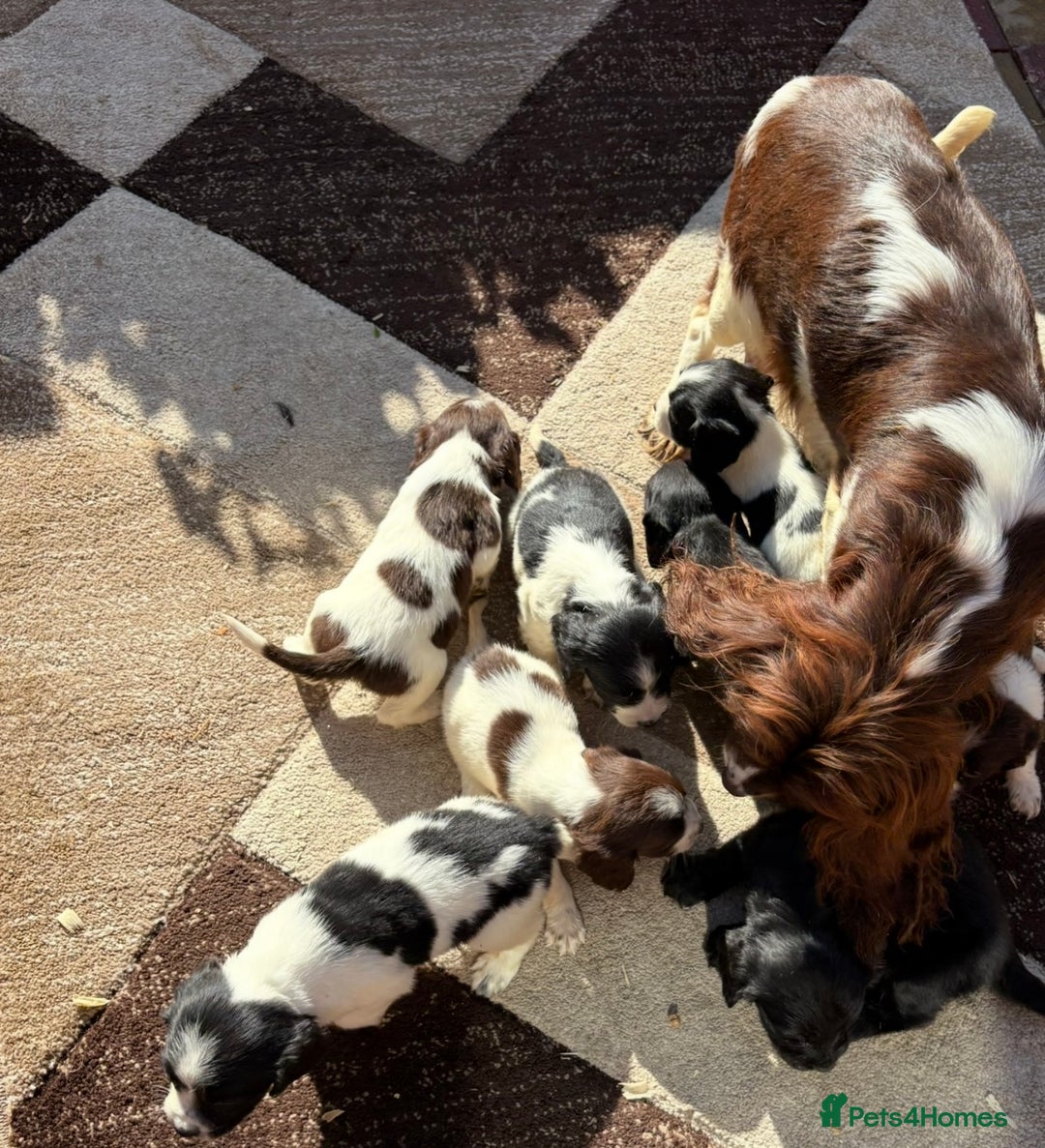 Cocker Spaniel dogs for sale: Cockerspaniel puppies  - Image 8