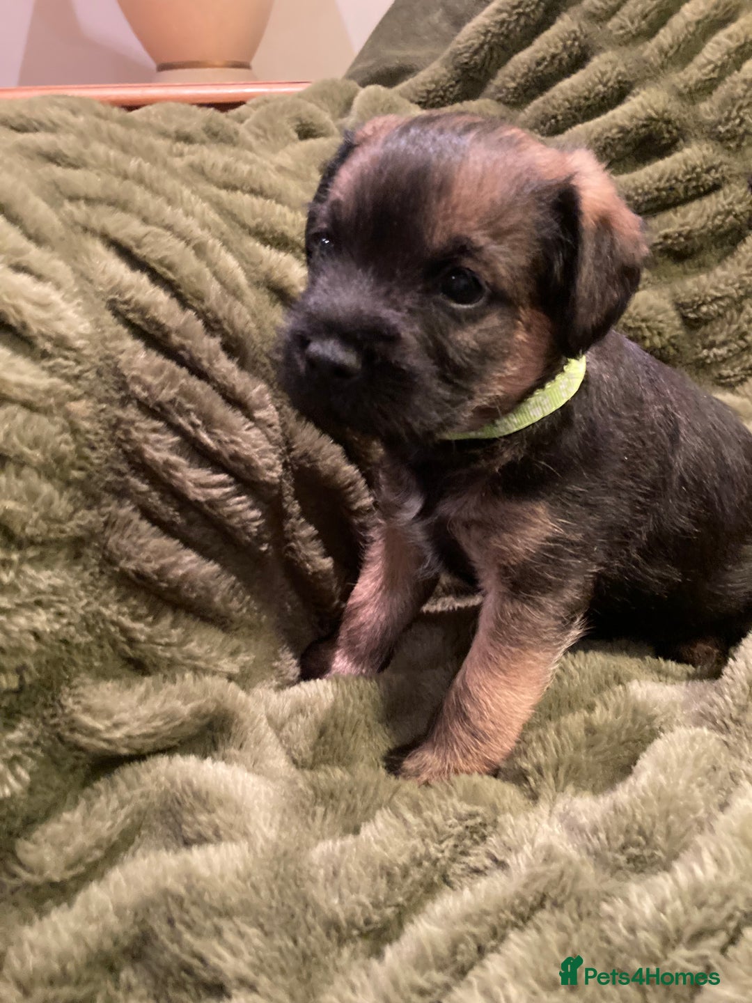 Border Terrier dogs for sale: Quality Border Terrier Puppies - Advert 7