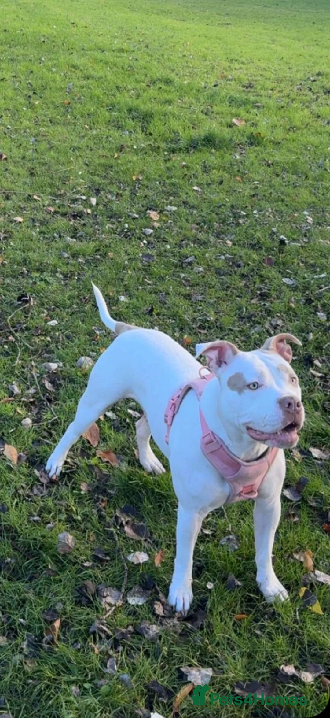 Mixed Breed dogs for sale: Mixed breed dogs  - Advert 2