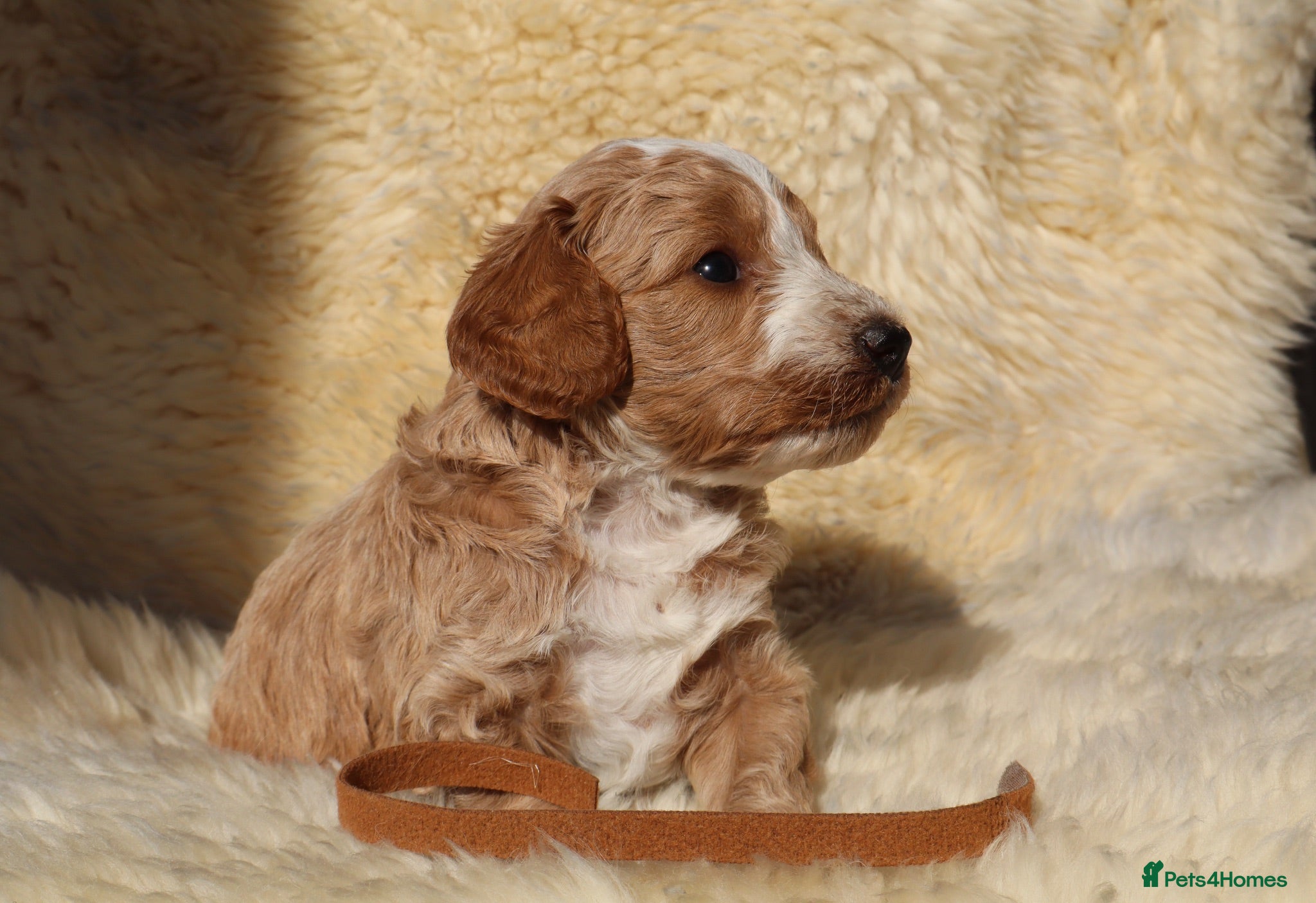 Cockapoo dogs F1 COCKAPOOS 5* LICENSED BREEDER - Advert 1