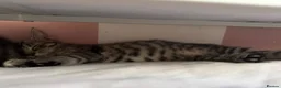 Mixed Breed cats for sale: 3 beautiful mixed kittens  - Advert 2