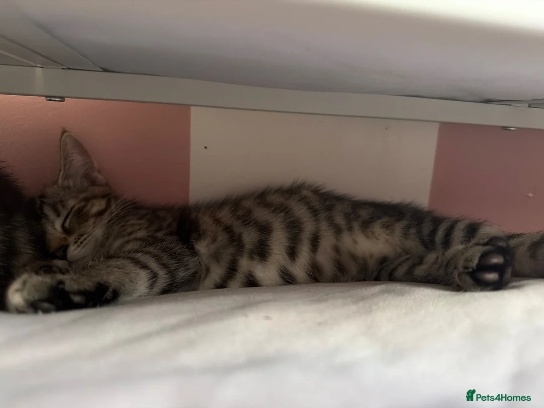 Mixed Breed cats for sale: 3 beautiful mixed kittens  - Advert 2