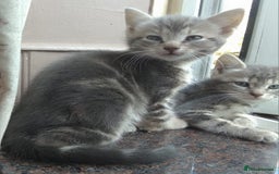 Mixed Breed cats for sale: UNIQUE SILVER/BLUE BENGAL X RUSSIAN BLUE KITTENS  - Image 17