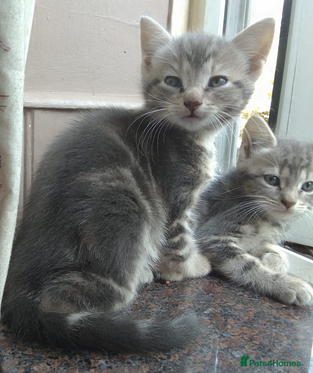 Mixed Breed cats for sale: UNIQUE SILVER/BLUE BENGAL X RUSSIAN BLUE KITTENS  - Image 17