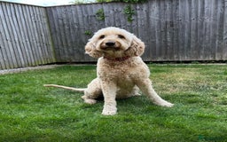 Goldendoodle dogs for sale: READY TO LEAVE - DNA health tested Puppies - Image 14