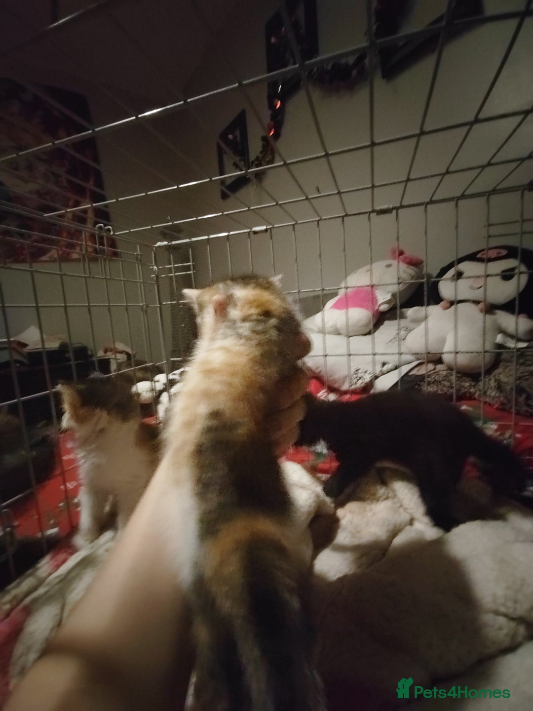 Mixed Breed cats for sale: Beautiful fluffy kittens  - Advert 3