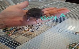 Rat rodents for sale: Baby Dumbo Rats  - Advert 4