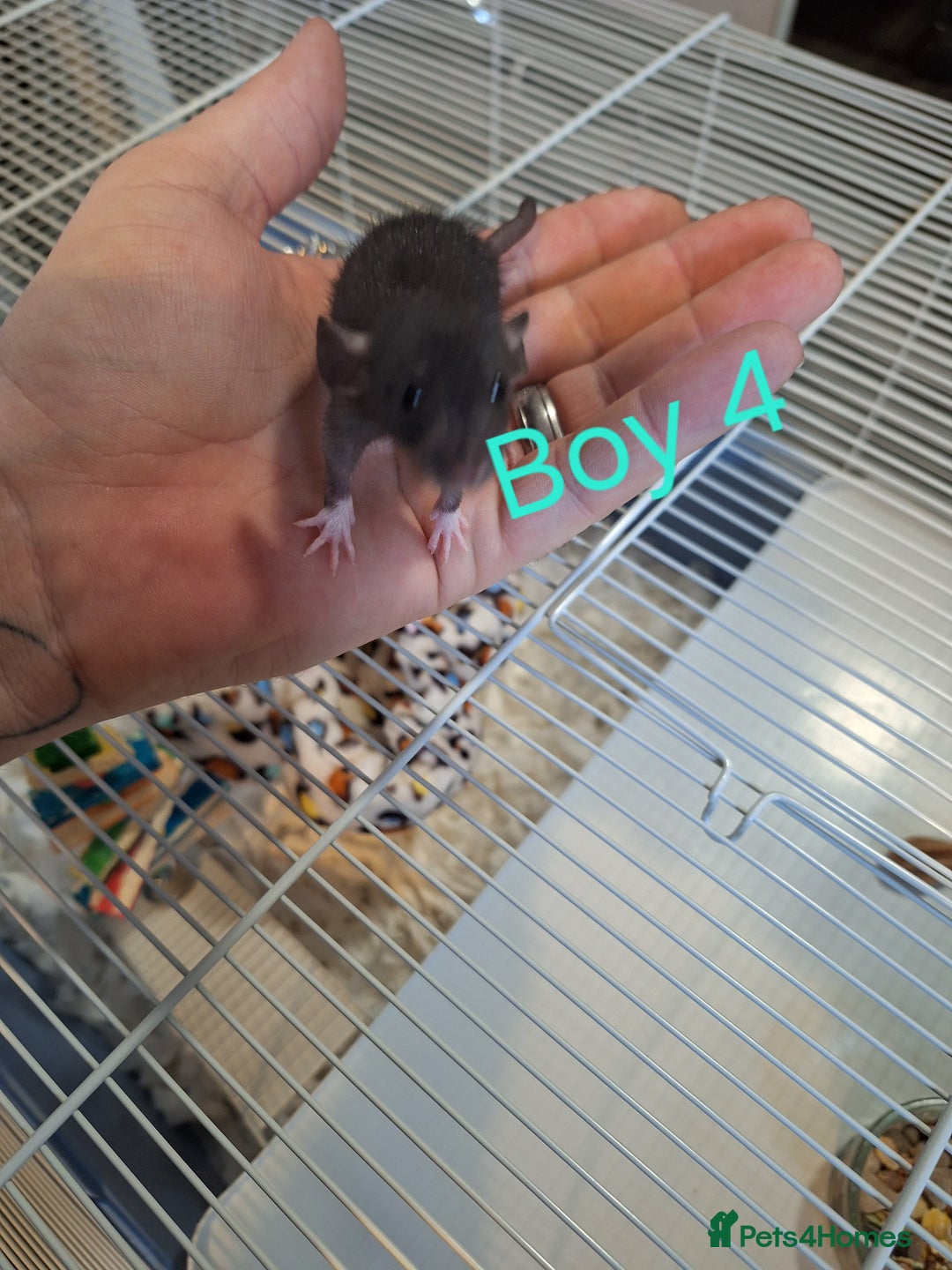 Rat rodents for sale: Baby Dumbo Rats  - Advert 4