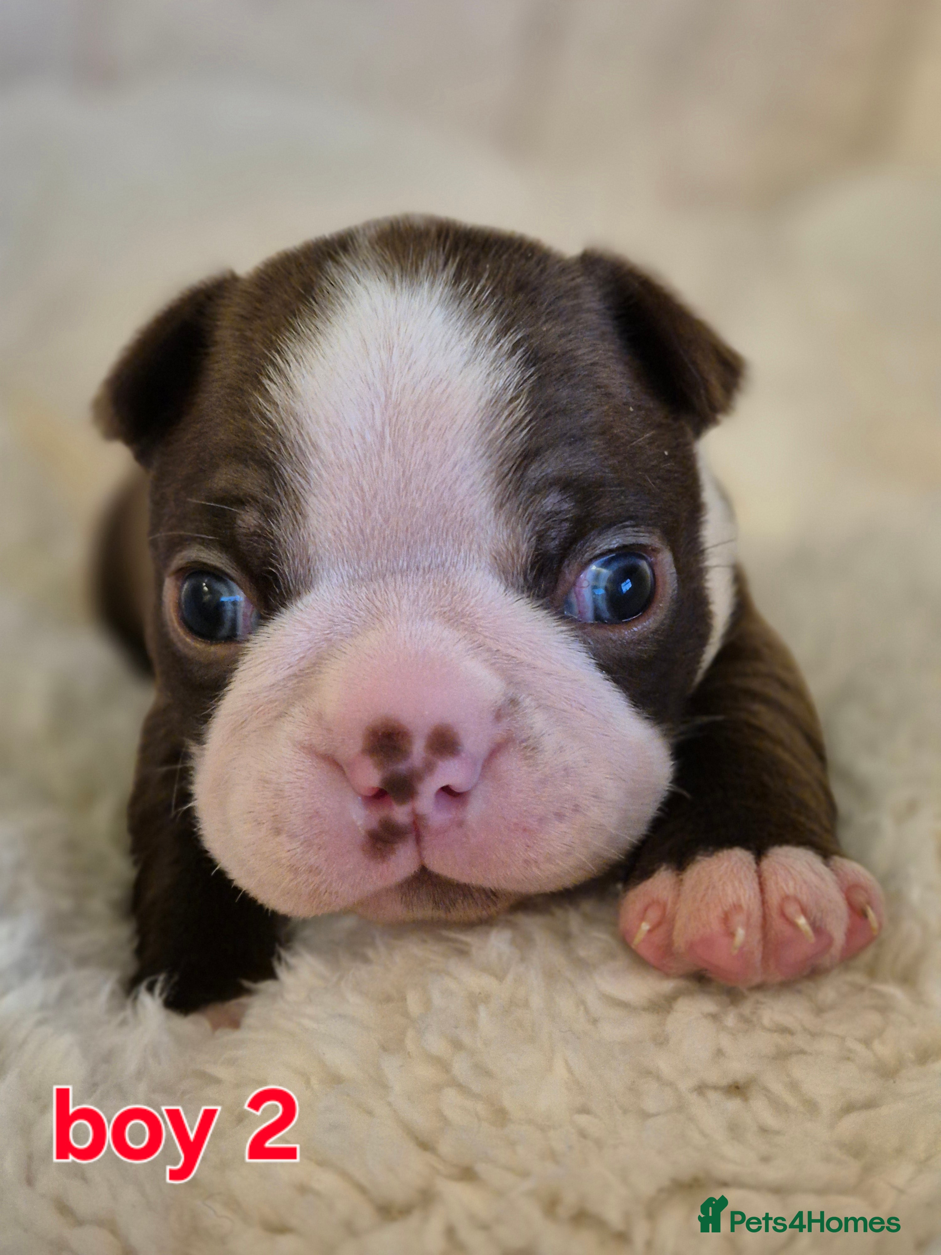 Boston Terrier dogs Kc Boston terrier puppies  - Advert 1