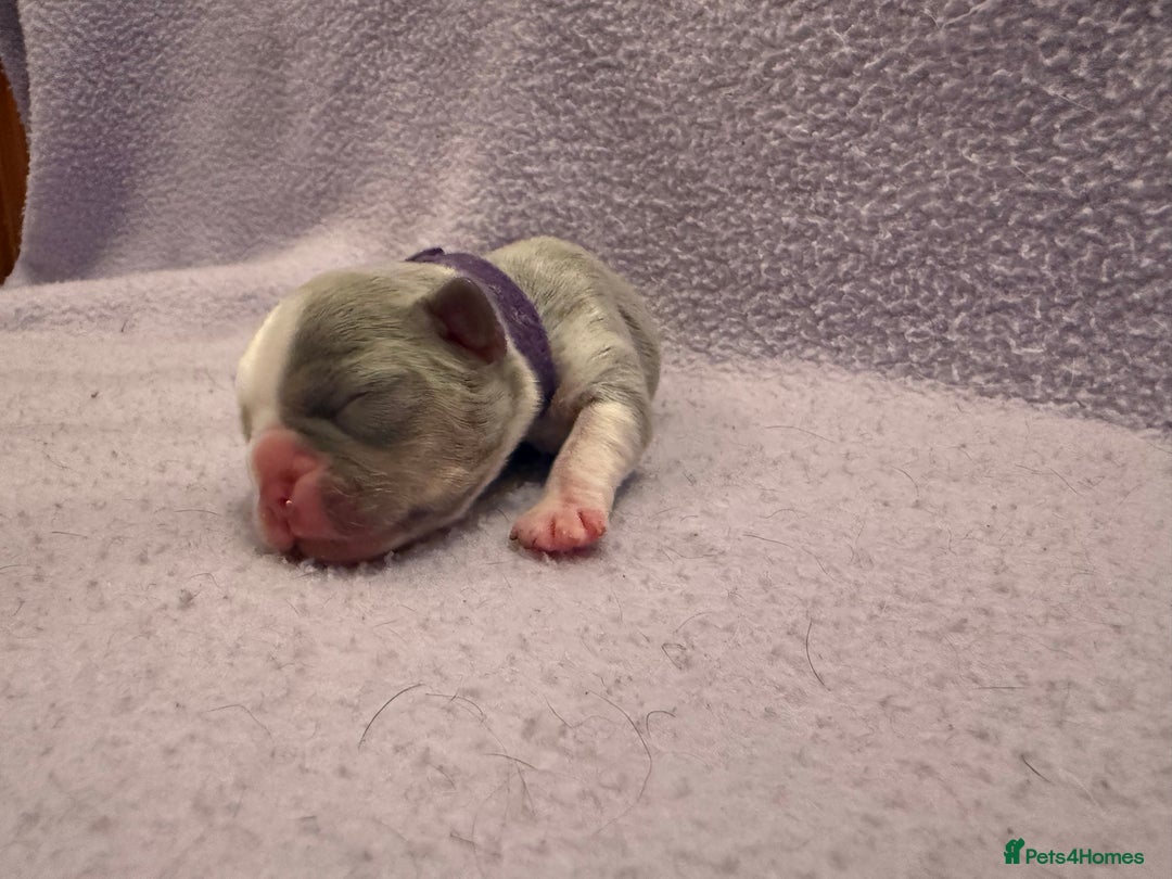 French Bulldog dogs for sale: Beautiful KC registered French Bulldog puppies - Advert 6