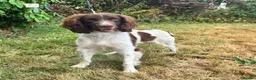 English Springer Spaniel dogs for sale: Flash - Fully Trained Pet Springer Spaniel - Advert 4