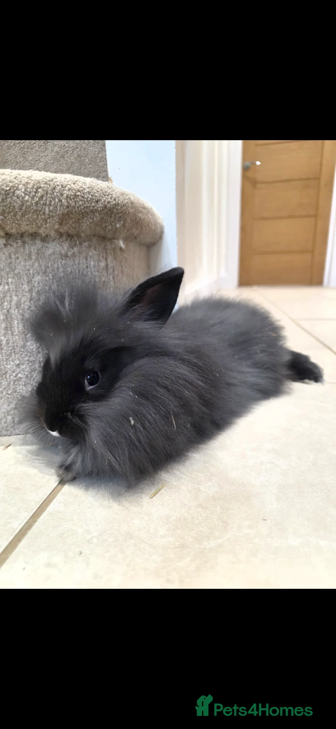 Mixed Breed rabbits for sale: Beautiful fluffy lion lop bunnies  - Advert 9