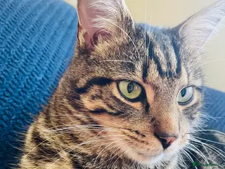 Mixed Breed cats Big and beautiful, half bengal male cat - Advert 1