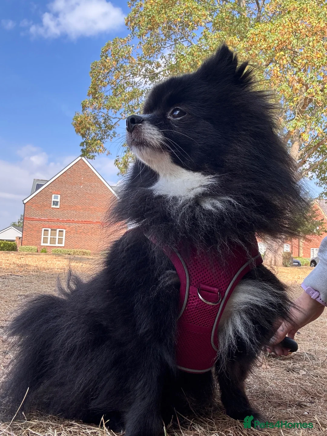 Pomeranian dogs for sale: Lola –2yr old, looking for the right home - Advert 2