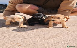 Labrador Retriever dogs for sale: Labradour Dog puppies  - Image 4