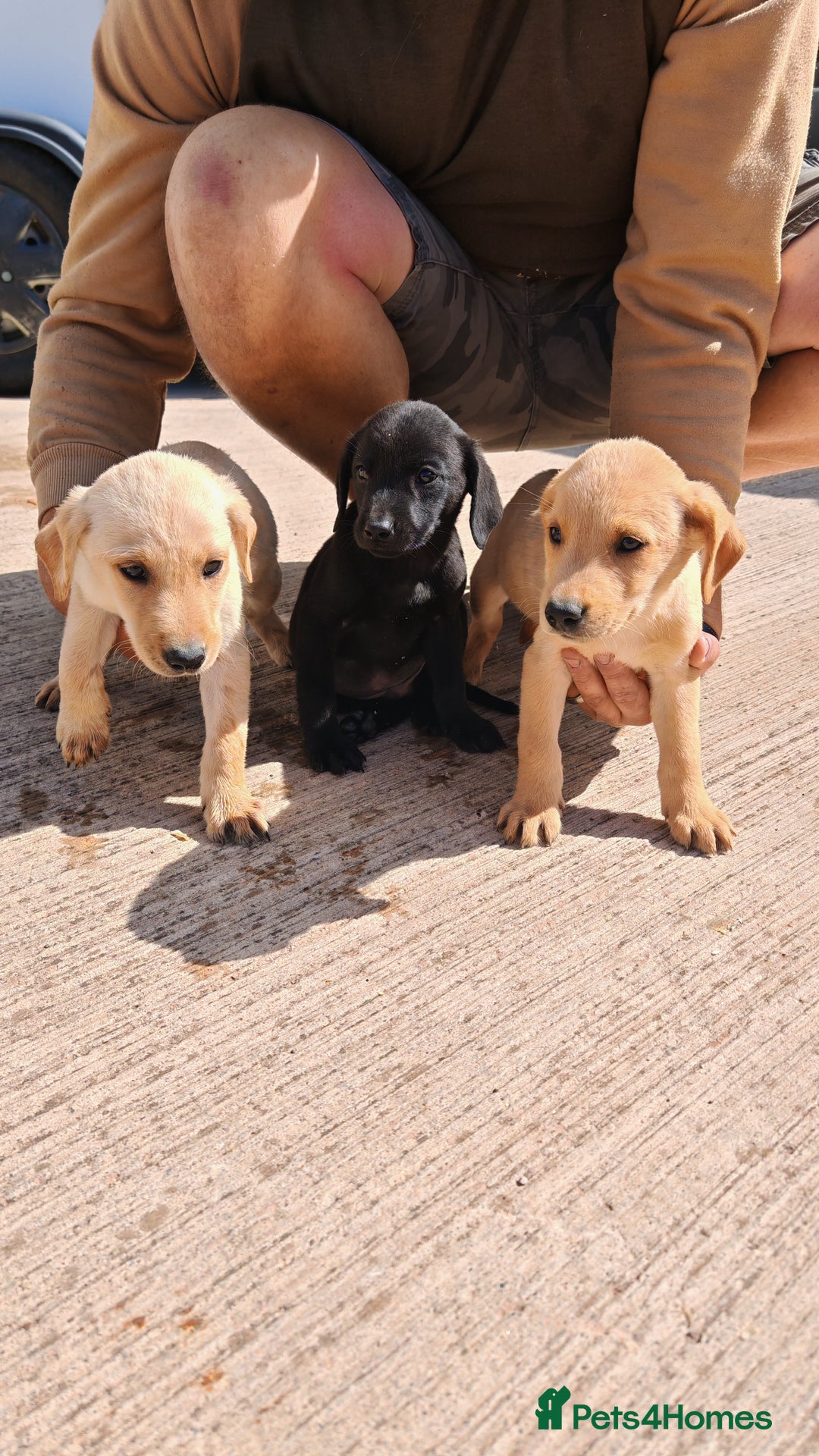 Labrador Retriever dogs for sale: Labradour Dog puppies  - Image 4