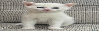 British Shorthair Kitten 1