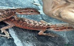 Bearded Dragon reptiles for sale: Red Monster x G-Stripe Dunner Baby Bearded Dragons - Image 6