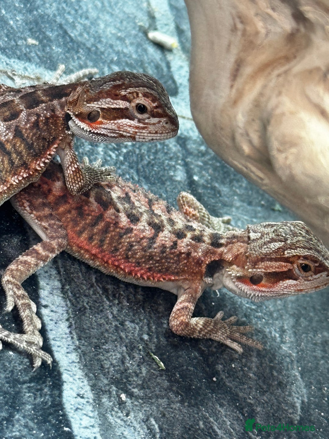 Bearded Dragon reptiles for sale: Red Monster x G-Stripe Dunner Baby Bearded Dragons - Image 6