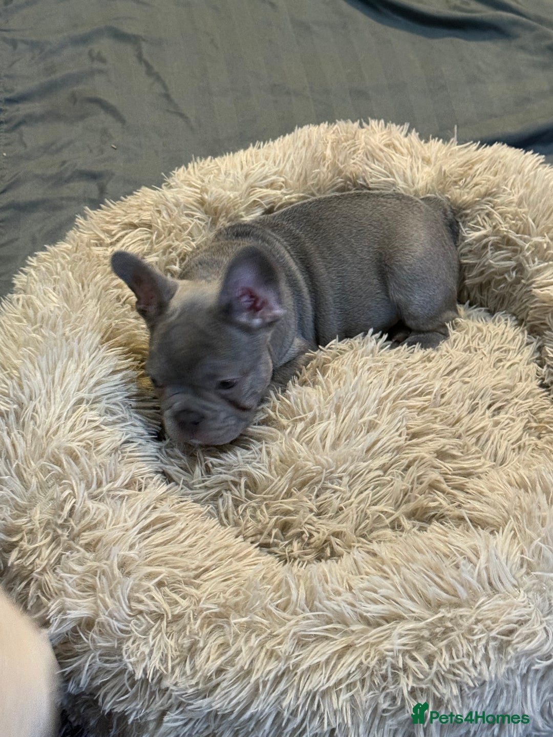 French Bulldog dogs for sale: Frenchie puppies for forever homes  - Advert 7