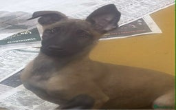 Belgian Shepherd Dog dogs for sale: Belgian shepherd pups REDUCED,! - Image 14