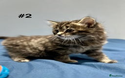 Mixed Breed cats for sale: 4 fluffy girls - Image 9